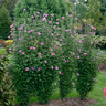 Purple Pillar® Rose of Sharon Althea