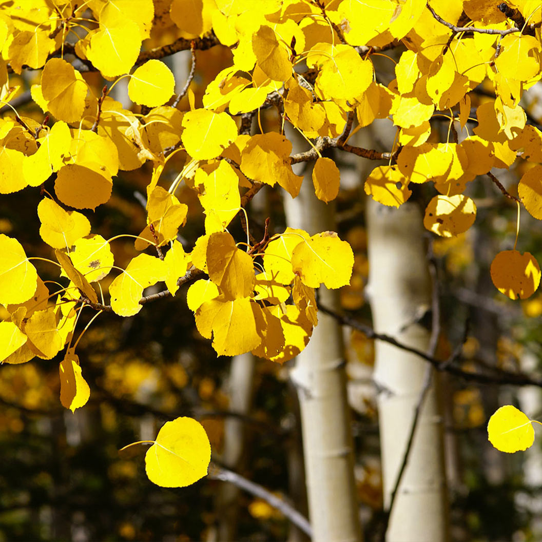 Quaking Aspen