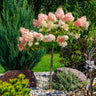 Quick Fire® Hydrangea Tree