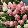 Quick Fire® Hydrangea