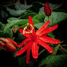 Red Passion Flower