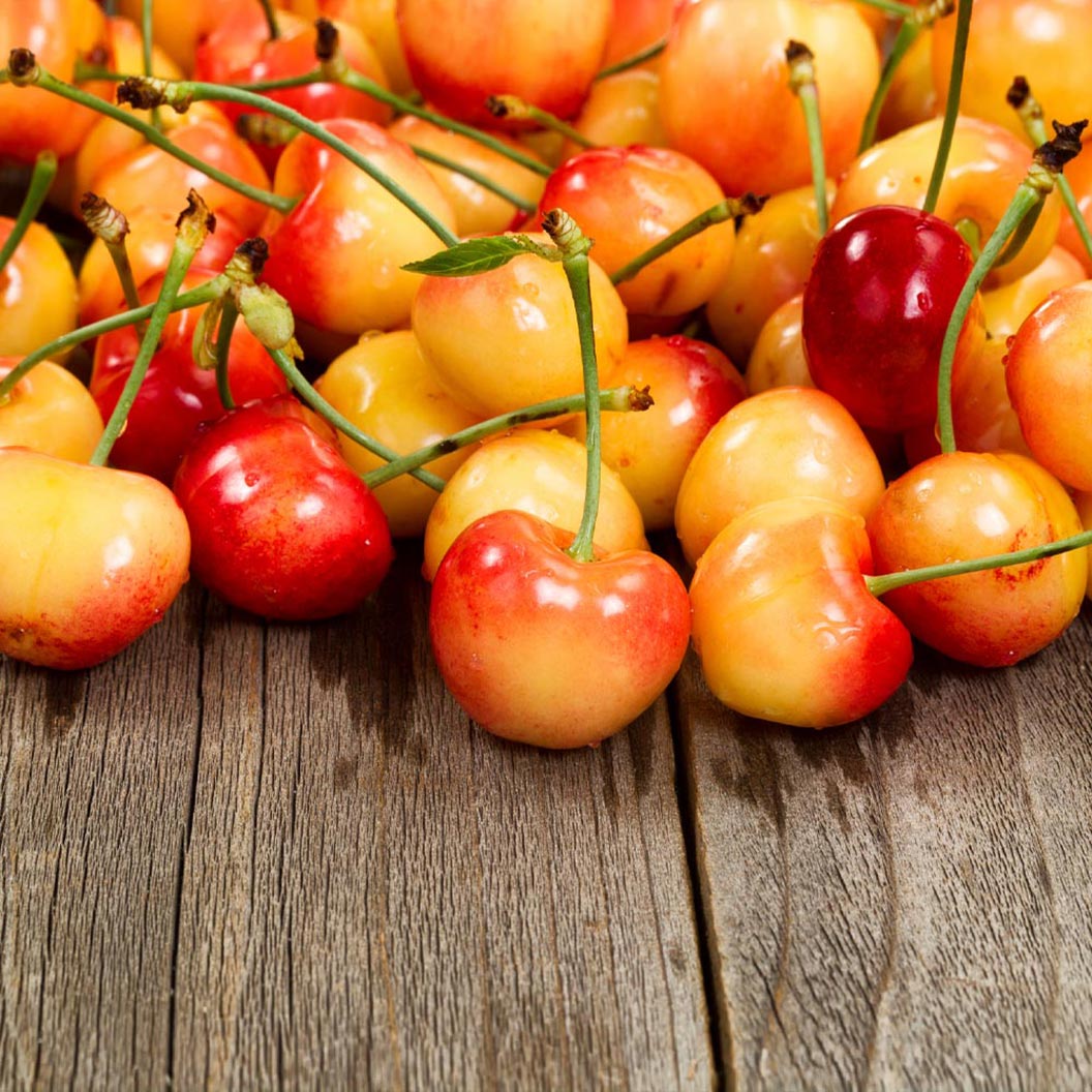 Rainier Cherry Tree