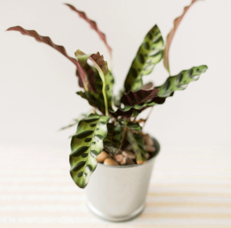 Rattlesnake Plant