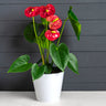 Red Heart Anthurium Plant