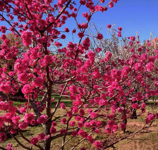 Red Baron Peach Tree