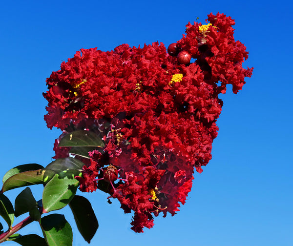 Enduring Summer Crape Myrtle