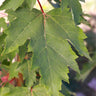 Red Sentinel™ Maple Tree