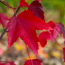 Red Sentinel™ Maple Tree