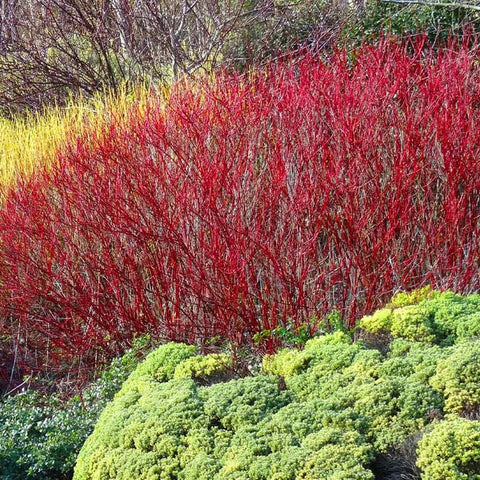 Vibrant Red and Yellow Twig Dogwood shrubs amidst lush greenery.