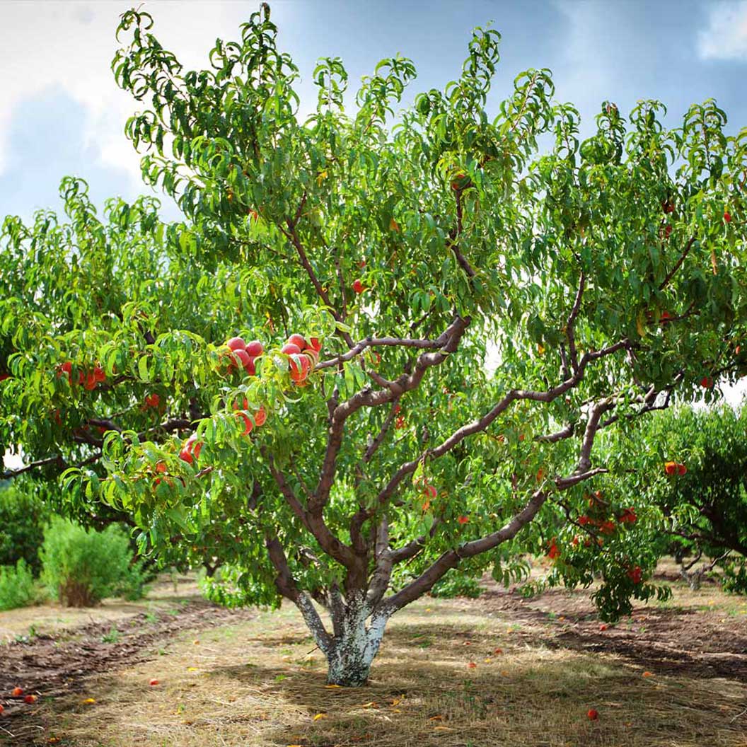 Fairtime Peach Tree for Sale - Grow Organic