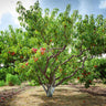 Reliance Peach Tree