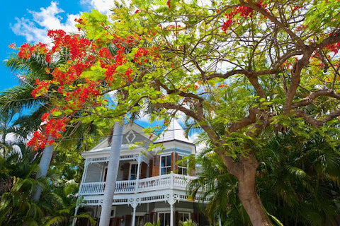 Royal Poinciana trees feature vibrant, tropical blooms.