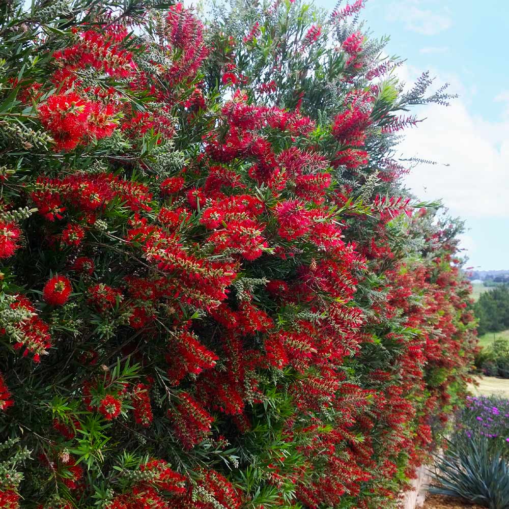 SLIM™ Callistemon is a great hedge for tight planting areas