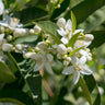 Hamlin Sweet Orange Tree