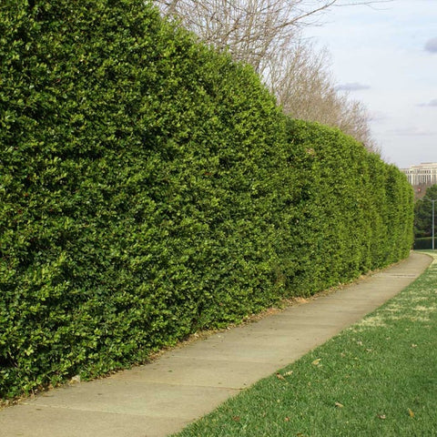 Lush American Hollies forming a natural fence along a sidewalk