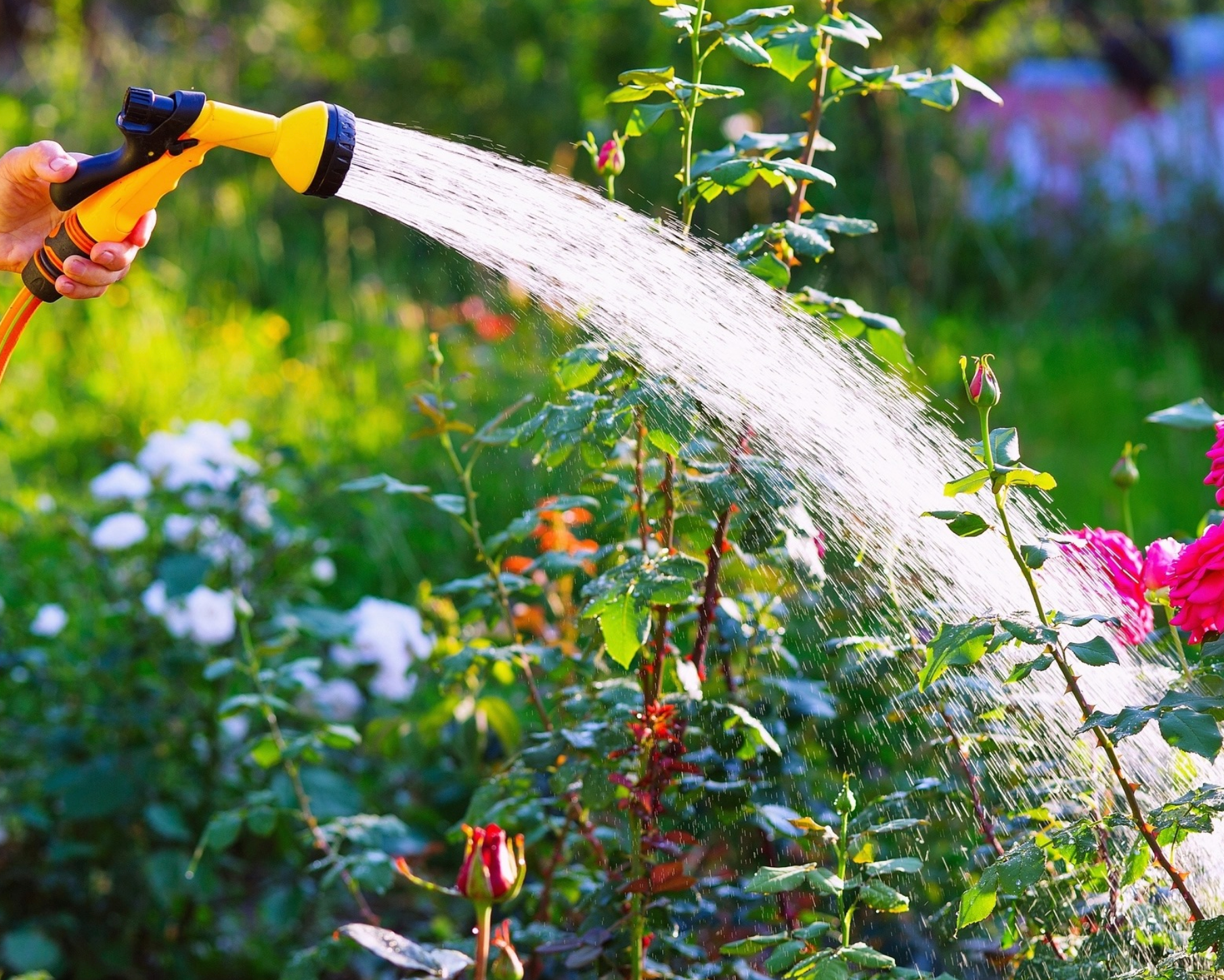 Watering Fall Grass