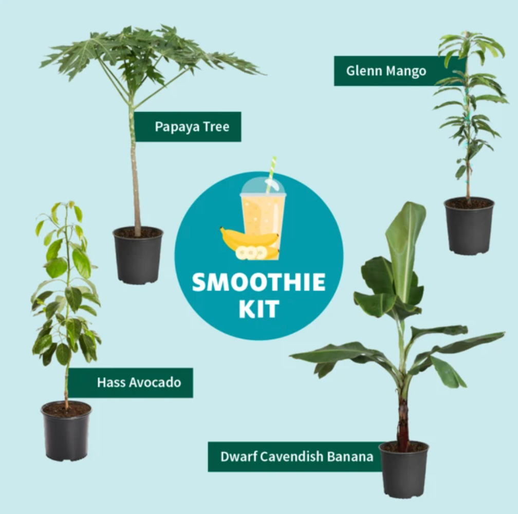 Smoothie Kit