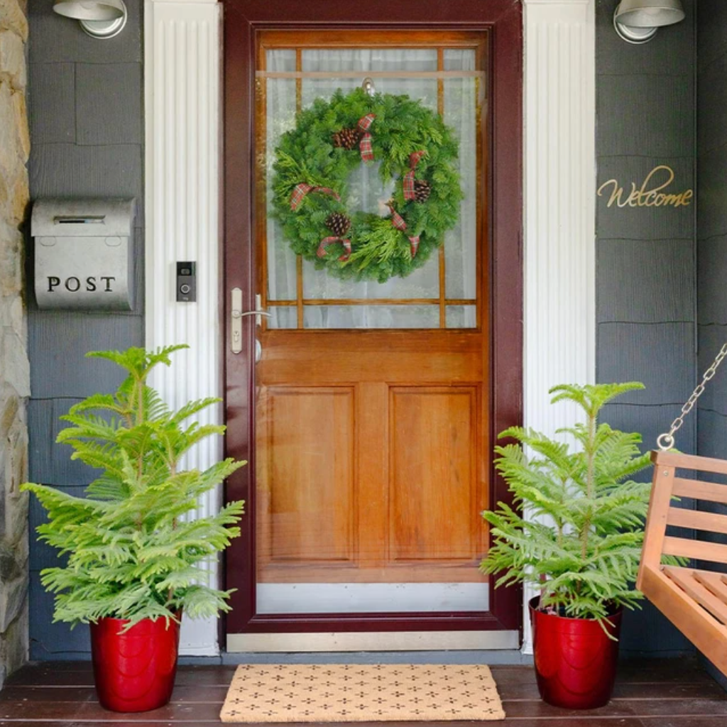 Norfolk Island Pine