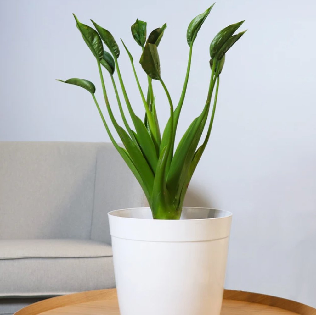 Tiny Dancer Alocasia