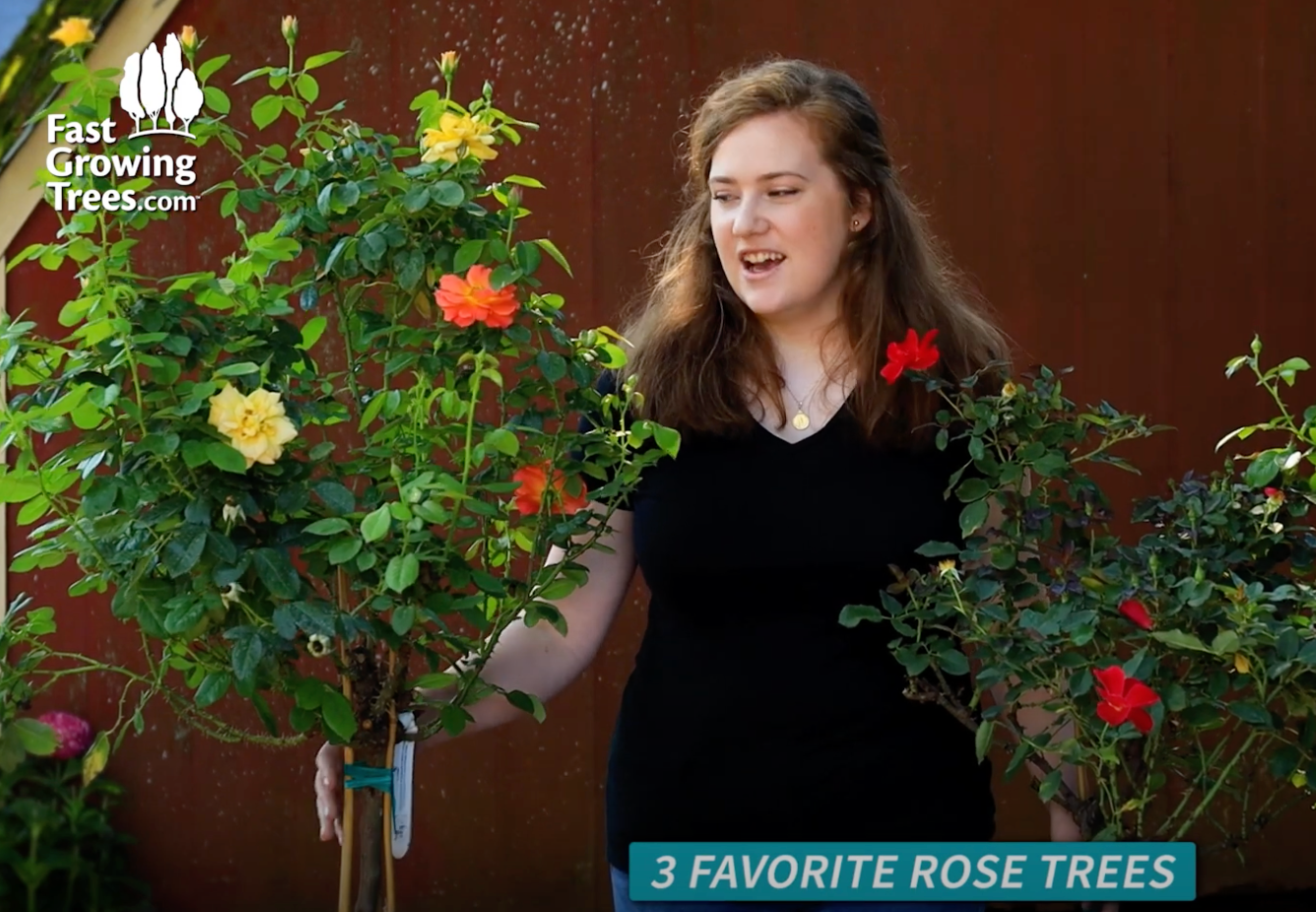 Three Favorite Rose Trees