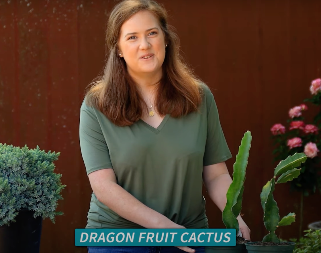 Dragon Fruit Cactus