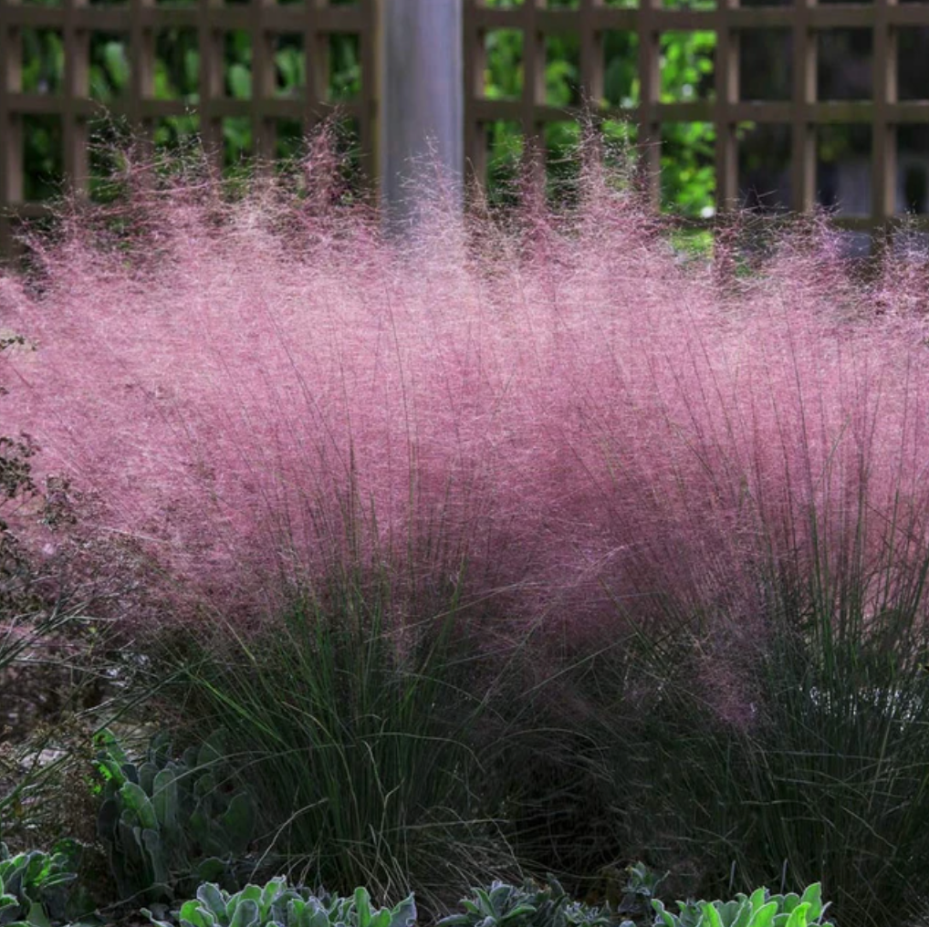 Pink Muhly Grass