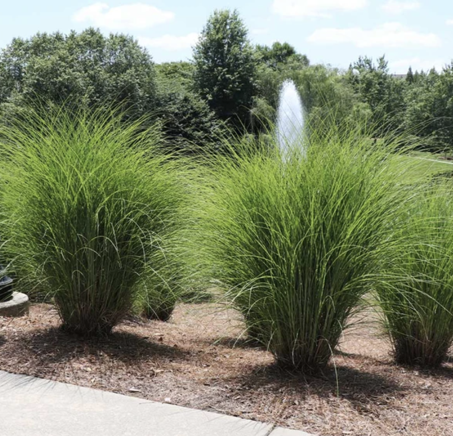 Miscanthus Gracillimus (Maiden Grass)