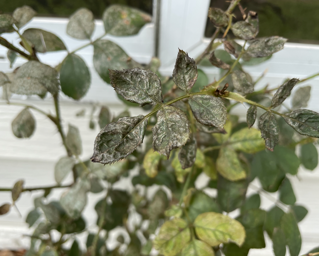 Powdery Mildew