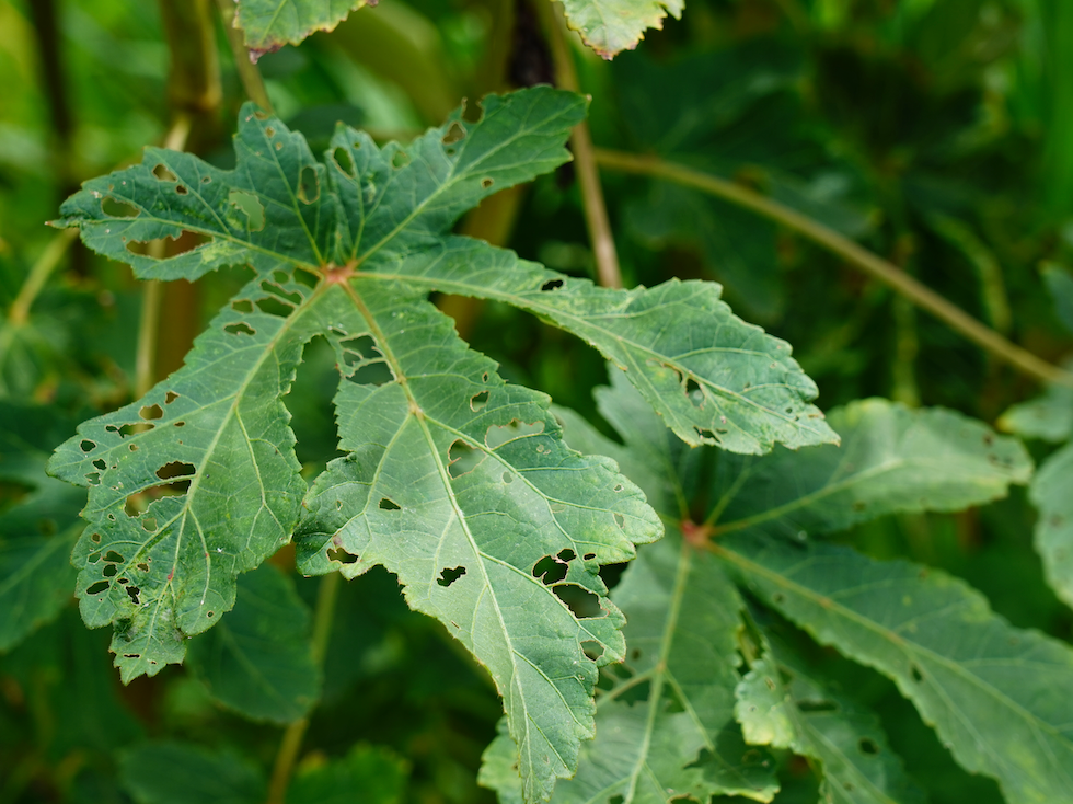 Holes in Leaves