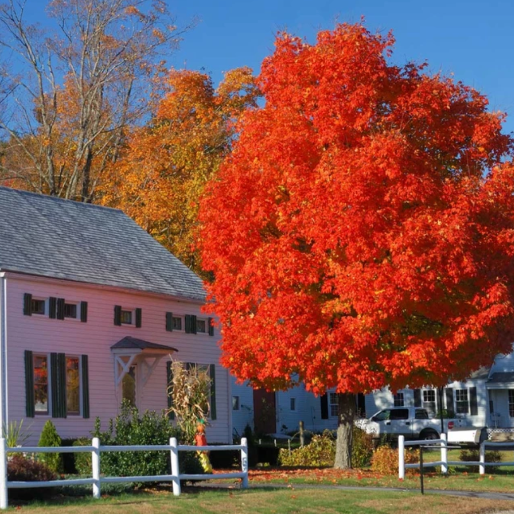 Autumn Blaze Maple