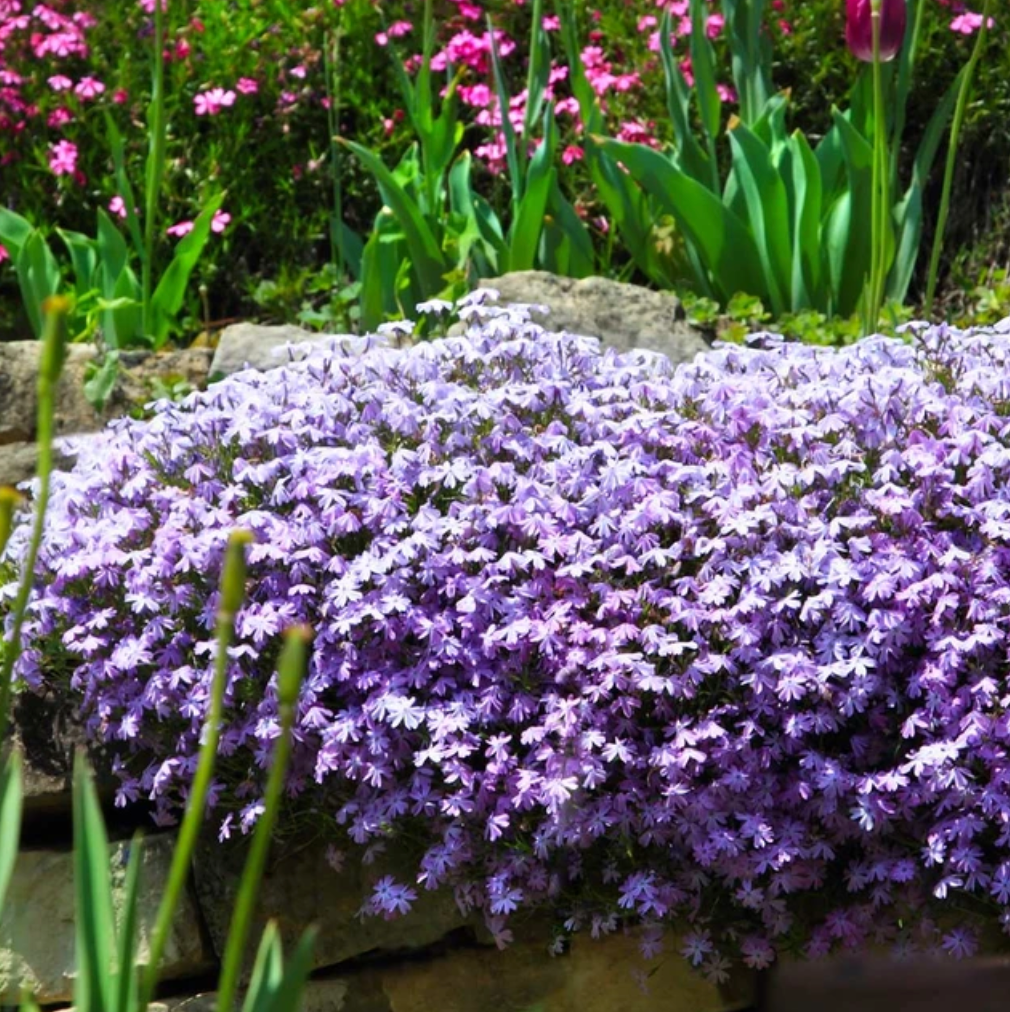 Emerald Blue Creeping Phlox