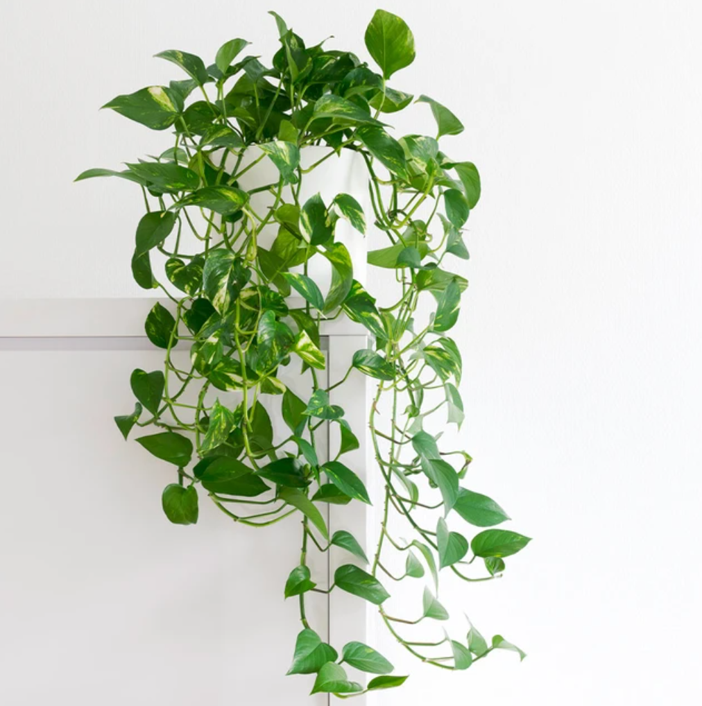 Golden Pothos