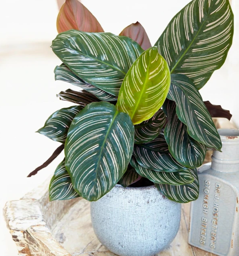 Calathea Ornata