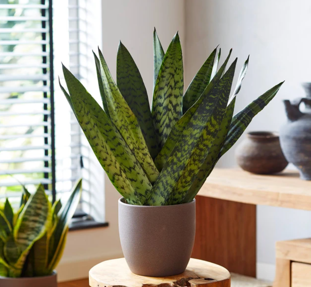 Snake Plant