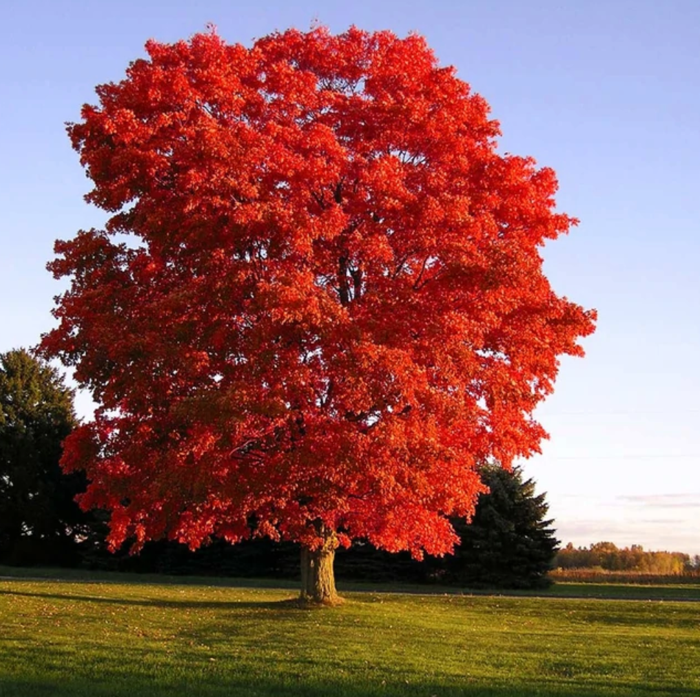 Red Sunset Maple