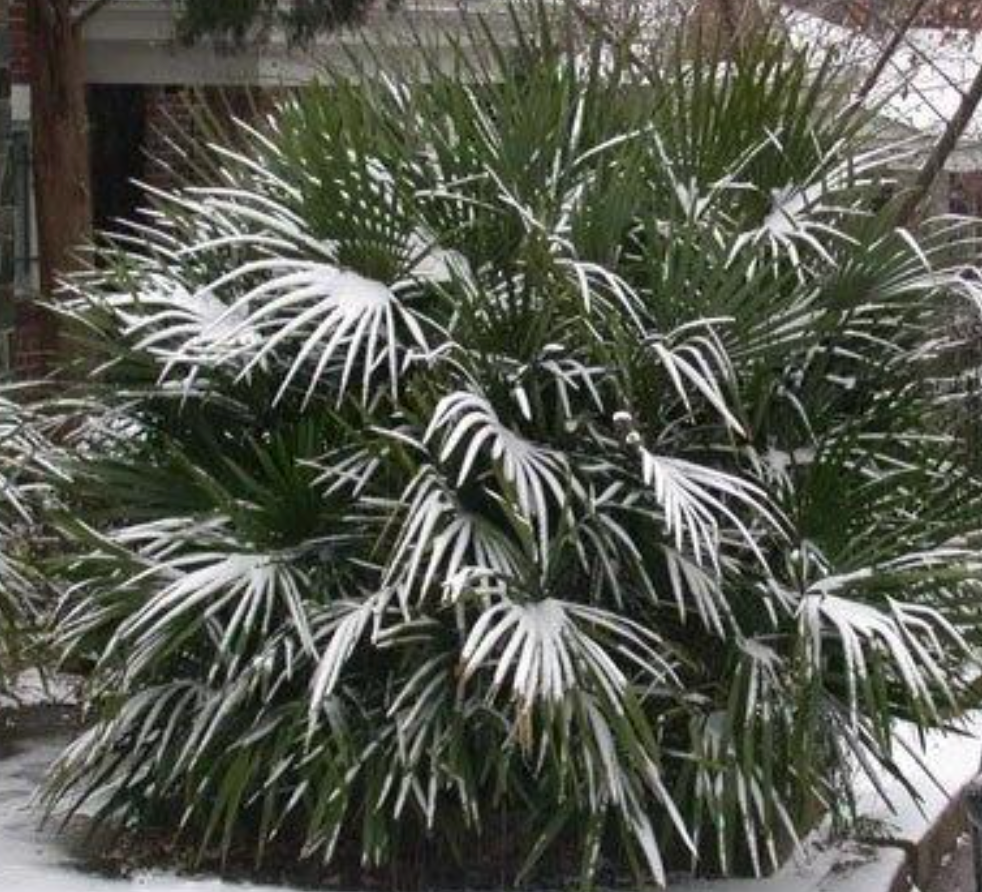 Needle Palm Tree