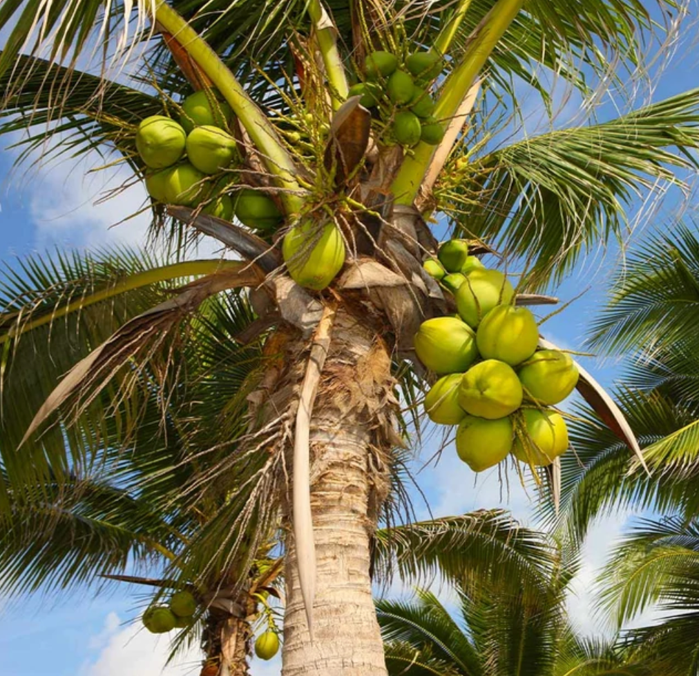 Coconut Palm Tree