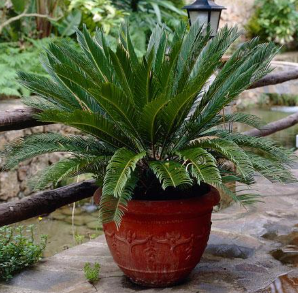 Sago Palm Tree