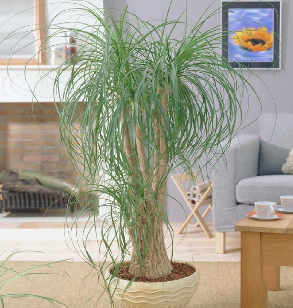 Ponytail Palm