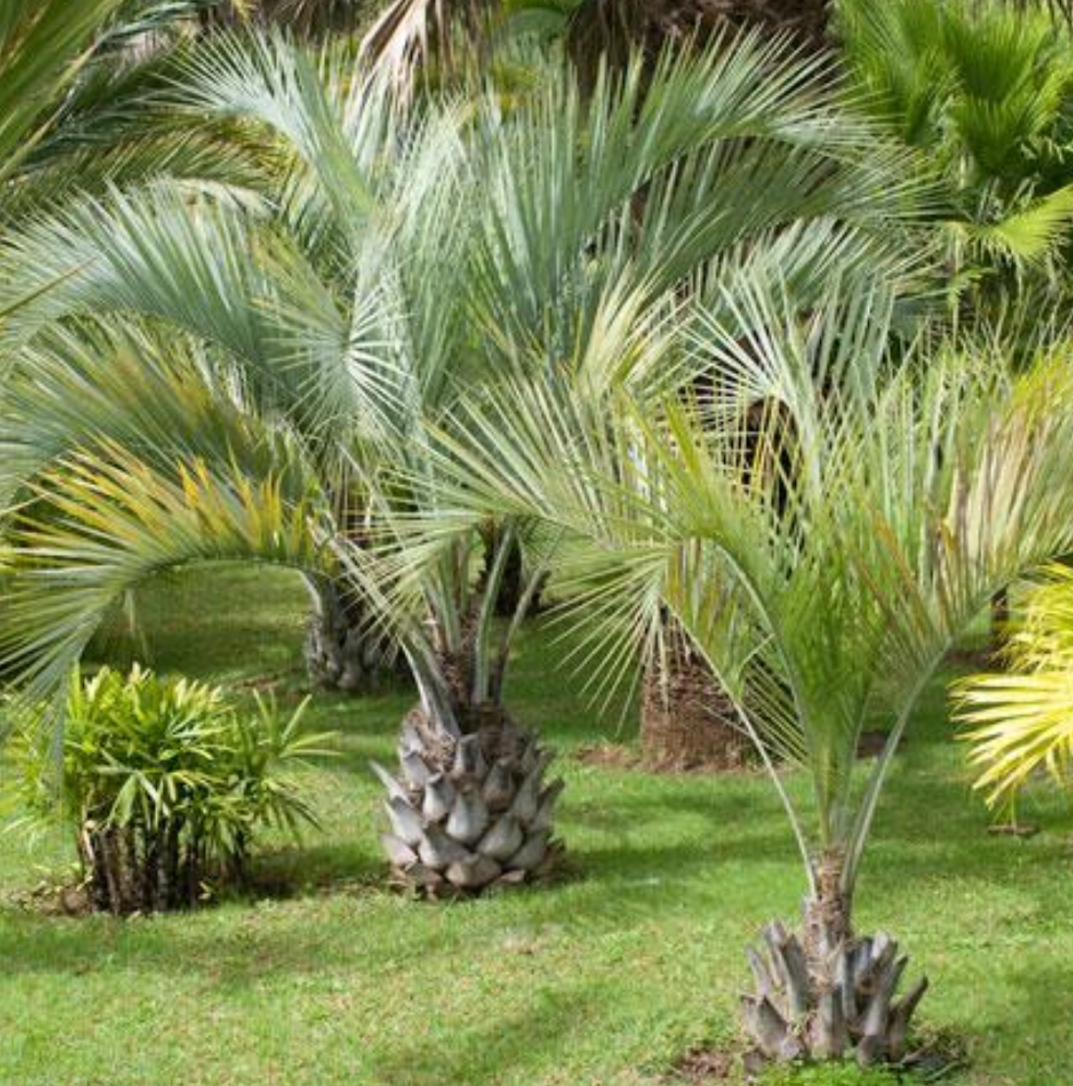 Pindo Palm