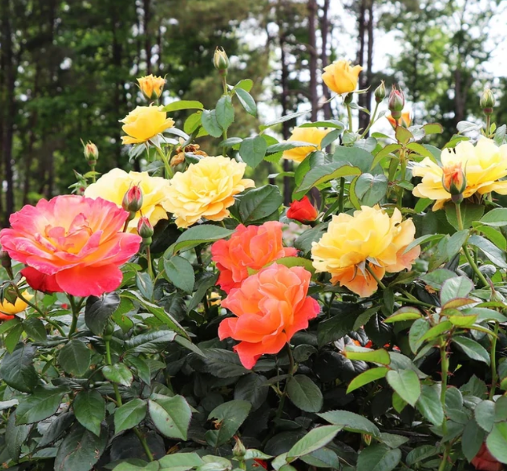 Livin' Easy™ and Easy-Going™ Two-fer® Rose Tree