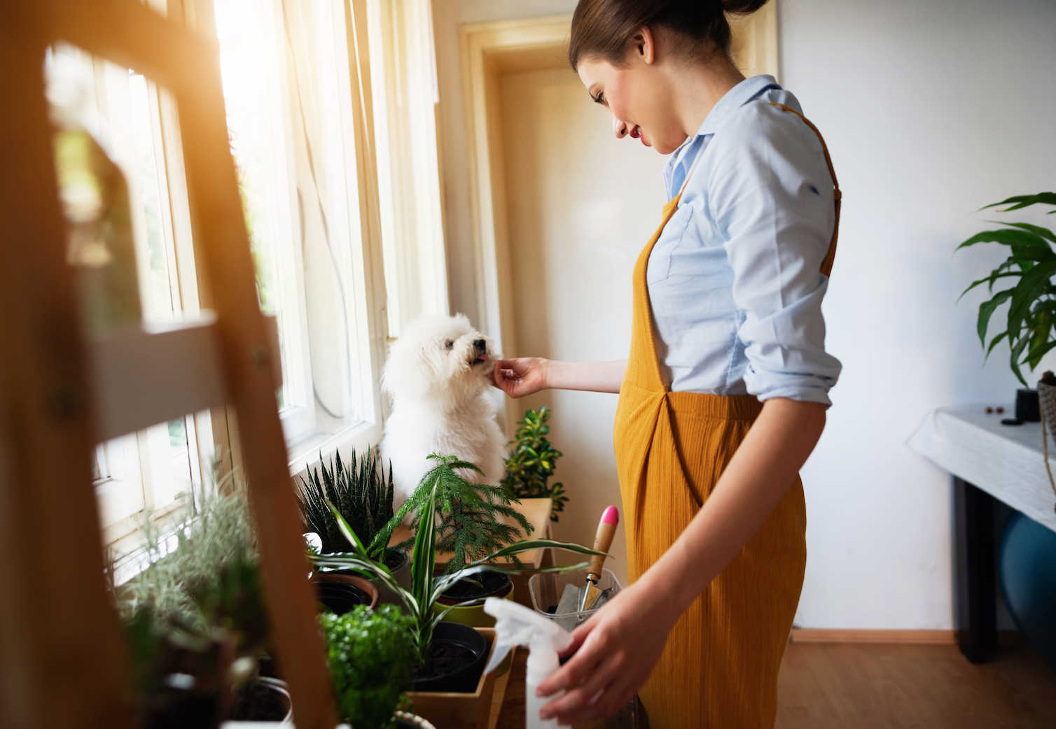 house plants