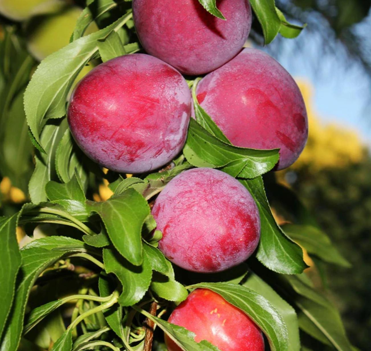 Santa Rosa Plum Tree