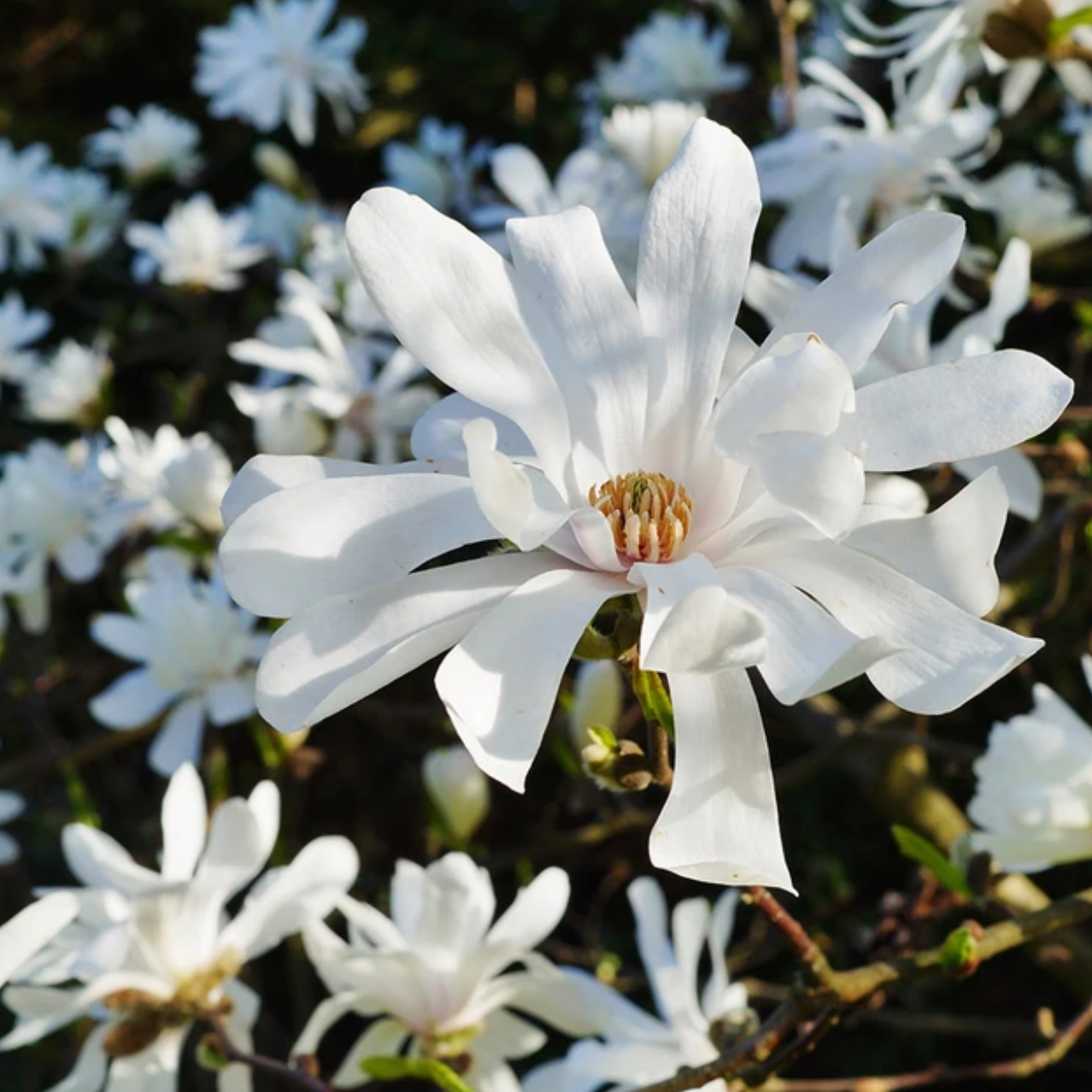 Royal Star Magnolia Tree