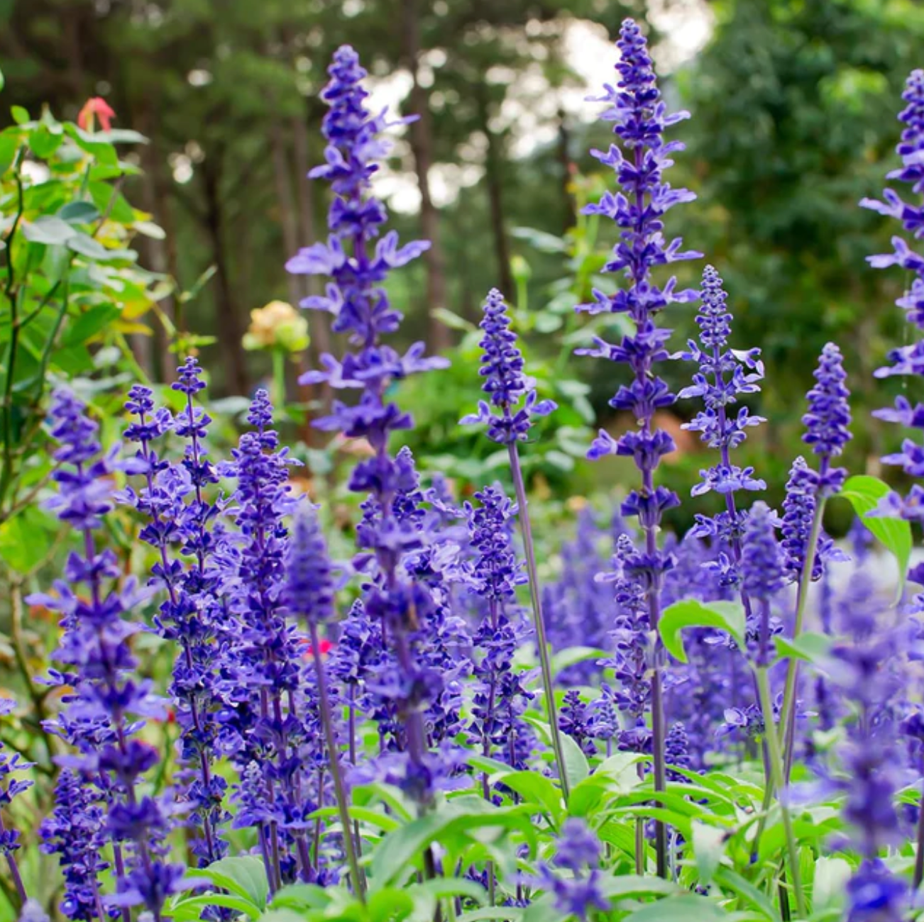 May Night Salvia