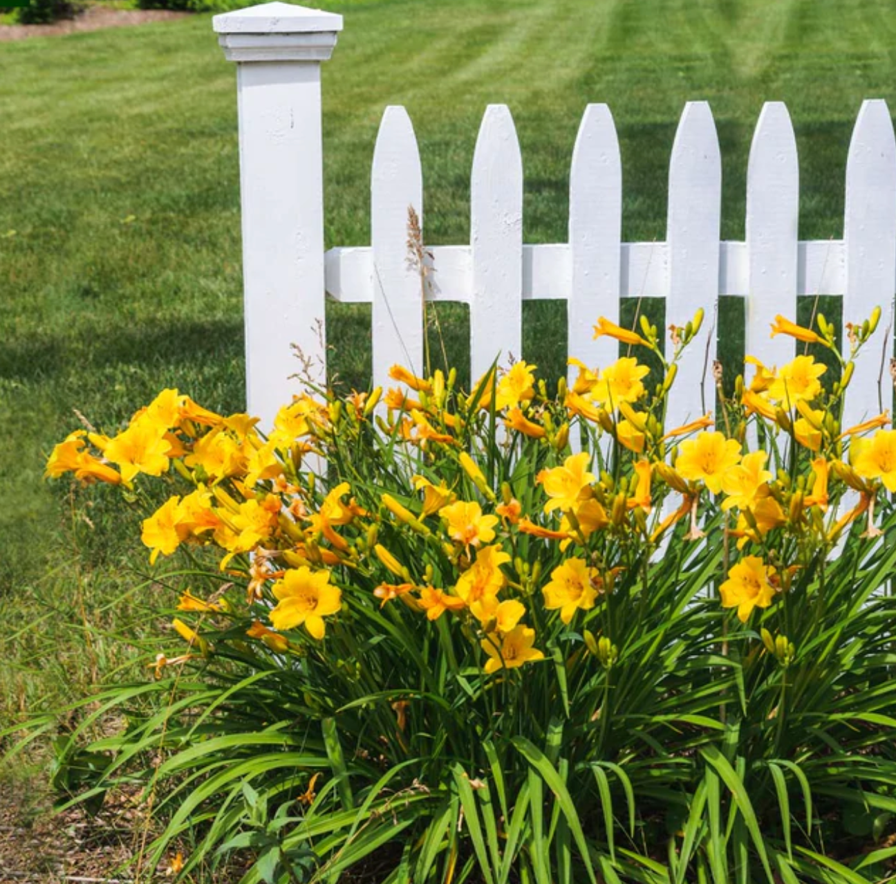 Stella D'Oro Daylily Plant