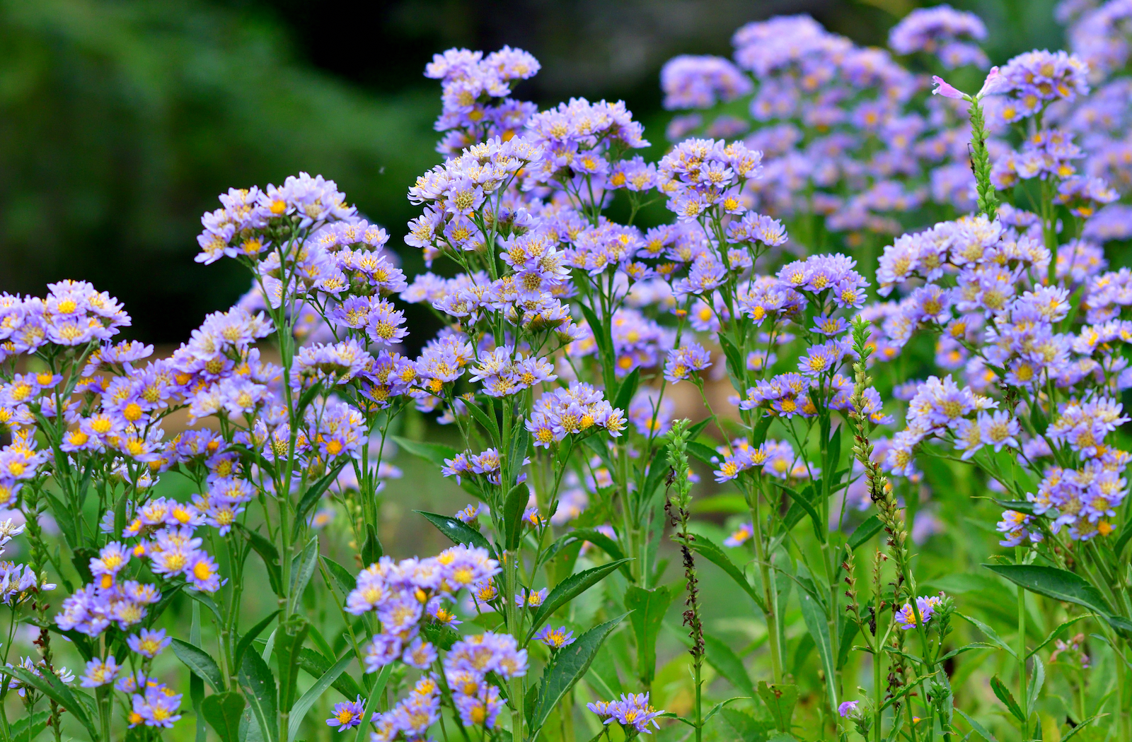 A Guide to Staking Plants and Training Perennials for the Best Blooms