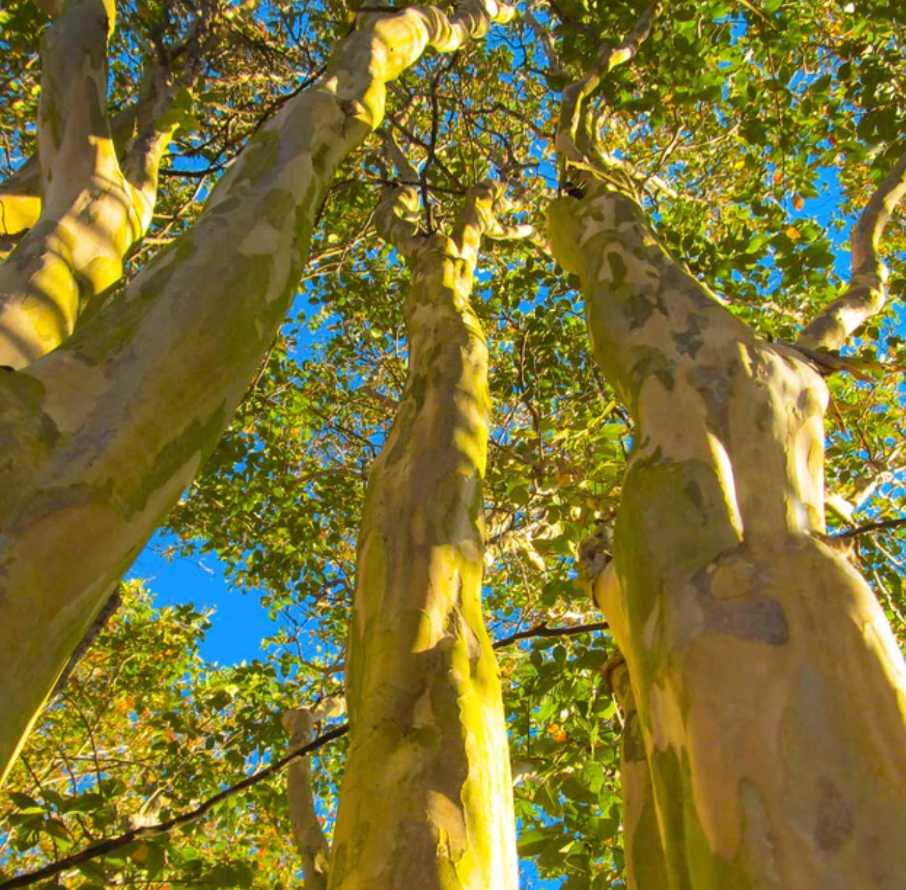 crape myrtle bark