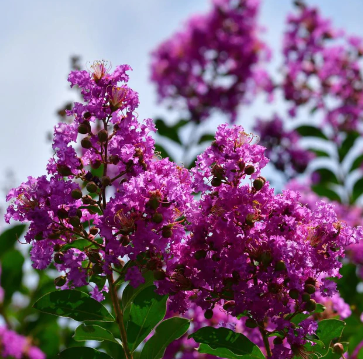 Twilight Crape Myrtle