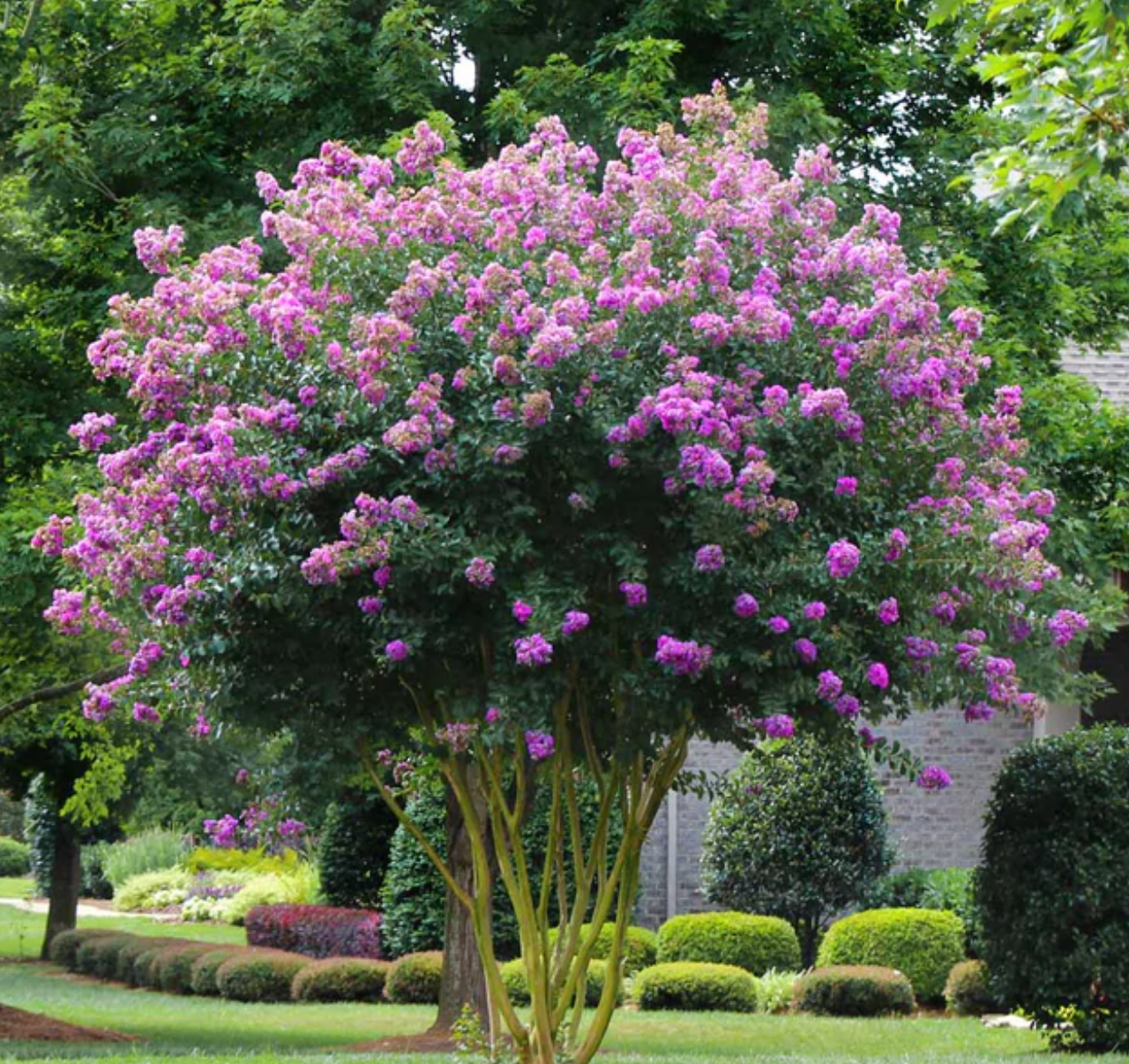 Muskogee Crape Myrtle Tree